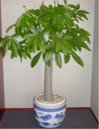 发财树-室内植物出租-室内植物租售